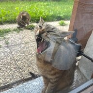 ᴀᴧᴇᴋᴄᴀндᴩ ʍᴀйоᴩоʙ